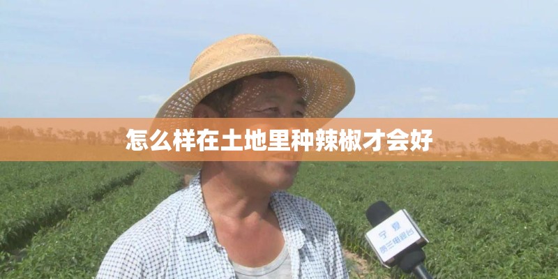 怎么样在土地里种辣椒才会好
