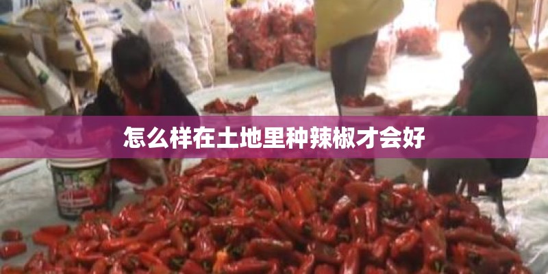 怎么样在土地里种辣椒才会好 怎么样在土地里种辣椒才会好