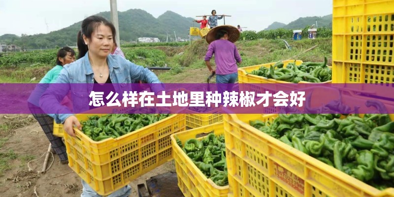 怎么样在土地里种辣椒才会好 怎么样在土地里种辣椒才会好