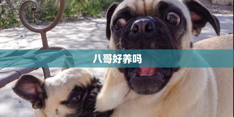 八哥好养吗