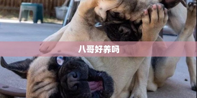 八哥好养吗