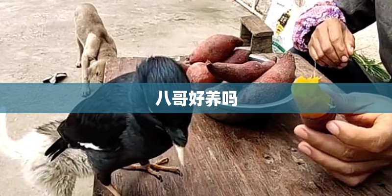 八哥好养吗