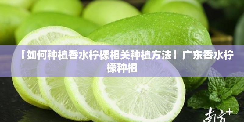 【如何种植香水柠檬相关种植方法】广东香水柠檬种植