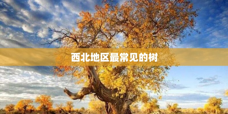 西北地区最常见的树
