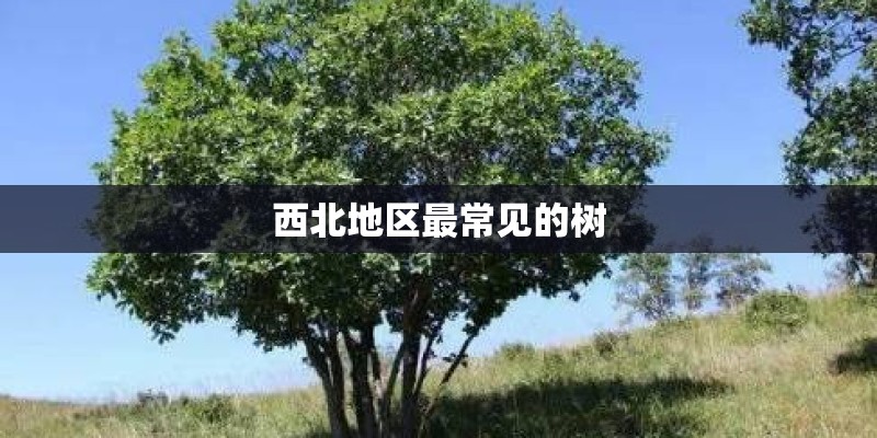 西北地区最常见的树