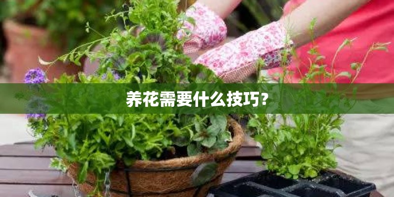 养花需要什么技巧? 养花需要什么技巧?