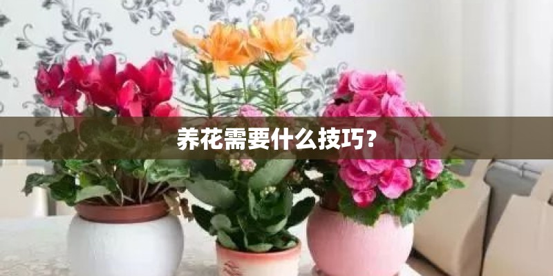 养花需要什么技巧? 养花需要什么技巧?