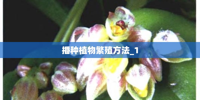 播种植物繁殖方法_1