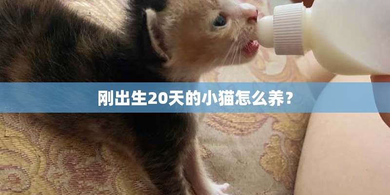 刚出生20天的小猫怎么养？