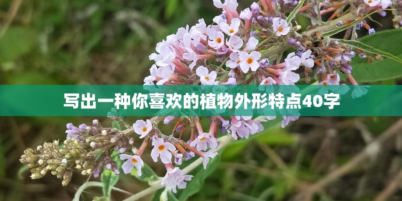 写出一种你喜欢的植物外形特点40字