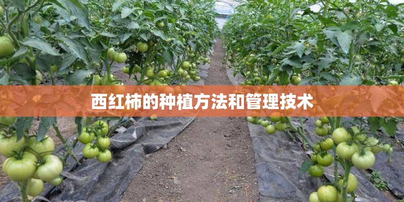 西红柿的种植方法和管理技术