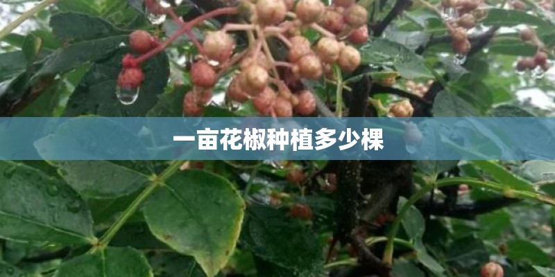 一亩花椒种植多少棵