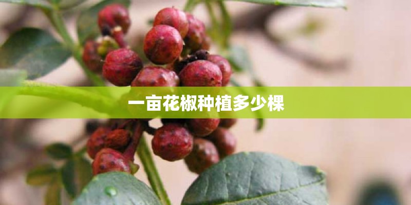 一亩花椒种植多少棵