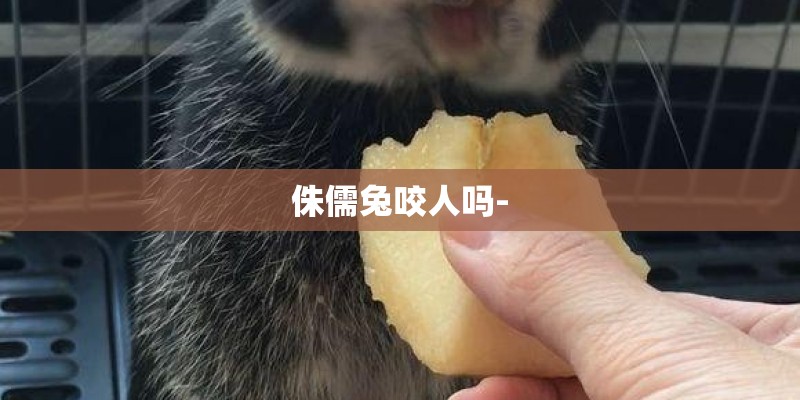 侏儒兔咬人吗-