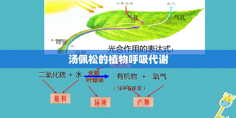 汤佩松的植物呼吸代谢