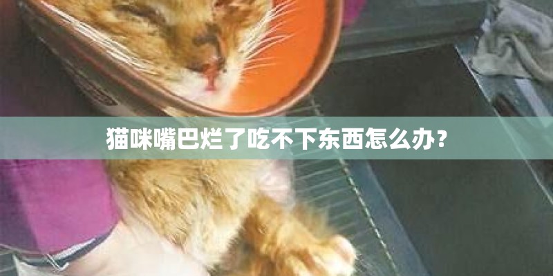 猫咪嘴巴烂了吃不下东西怎么办？