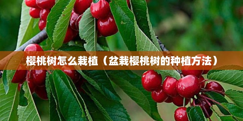 樱桃树怎么栽植(盆栽樱桃树的种植方法) 樱桃树怎么栽植(盆栽樱桃树的种植方法)