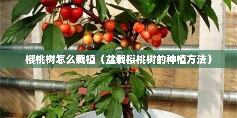 樱桃树怎么栽植(盆栽樱桃树的种植方法) 樱桃树怎么栽植(盆栽樱桃树的种植方法)