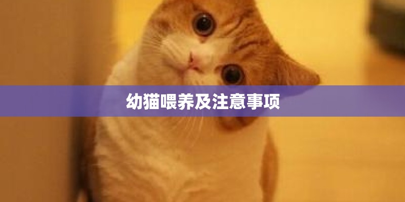 幼猫喂养及注意事项 幼猫喂养及注意事项