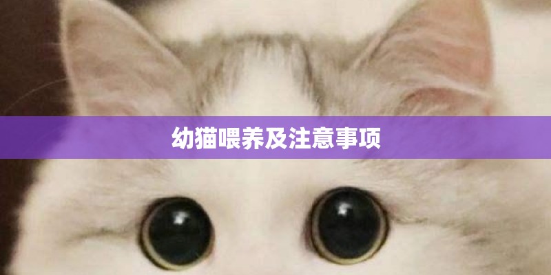 幼猫喂养及注意事项 幼猫喂养及注意事项