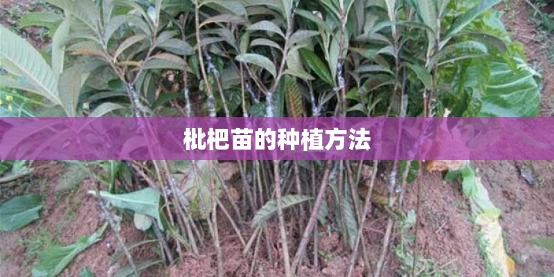 枇杷苗的种植方法