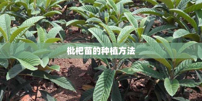 枇杷苗的种植方法