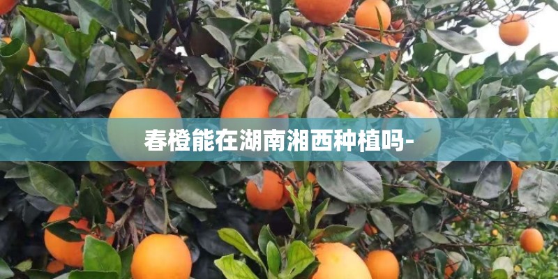 春橙能在湖南湘西种植吗- 春橙能在湖南湘西种植吗-