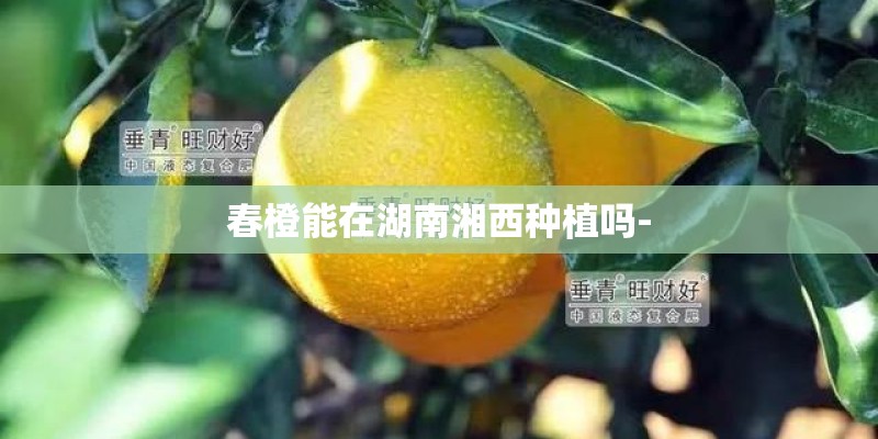 春橙能在湖南湘西种植吗- 春橙能在湖南湘西种植吗-
