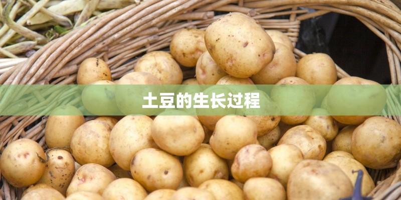 土豆的生长过程