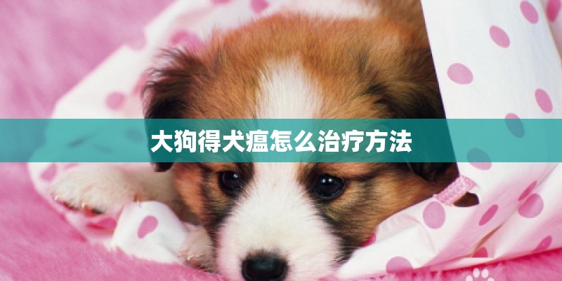 大狗得犬瘟怎么治疗方法 大狗得犬瘟怎么治疗方法