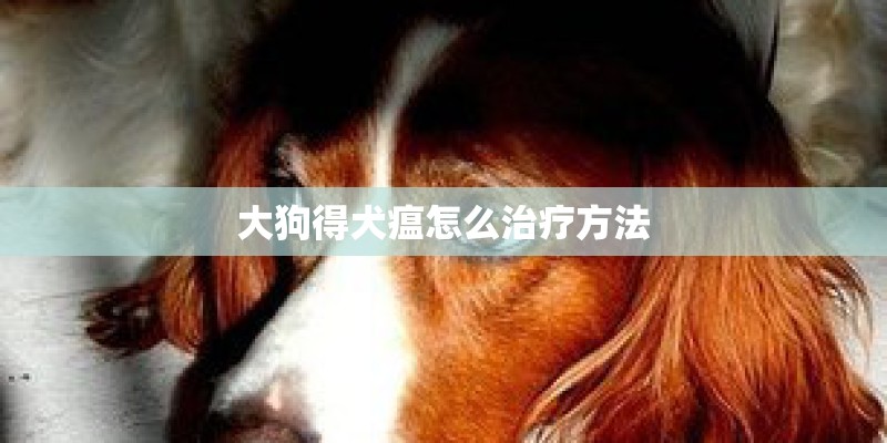 大狗得犬瘟怎么治疗方法 大狗得犬瘟怎么治疗方法