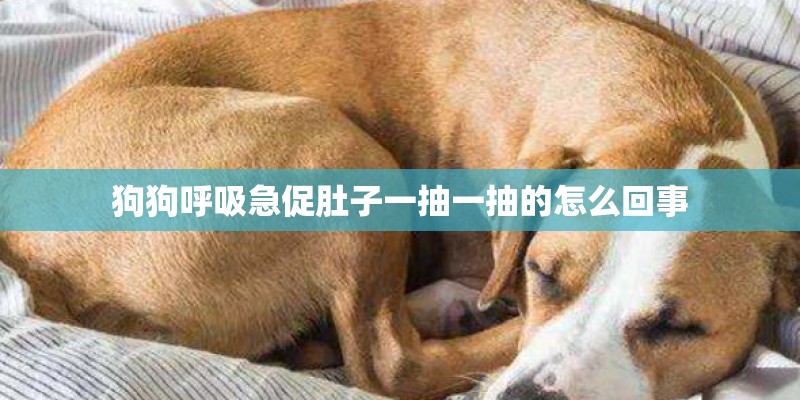 狗狗呼吸急促肚子一抽一抽的怎么回事