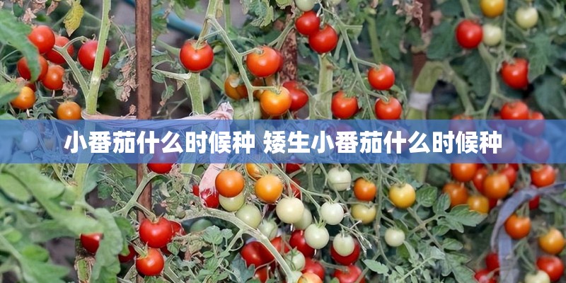 小番茄什么时候种 矮生小番茄什么时候种