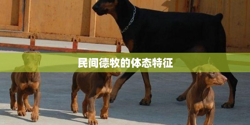 民间德牧的体态特征
