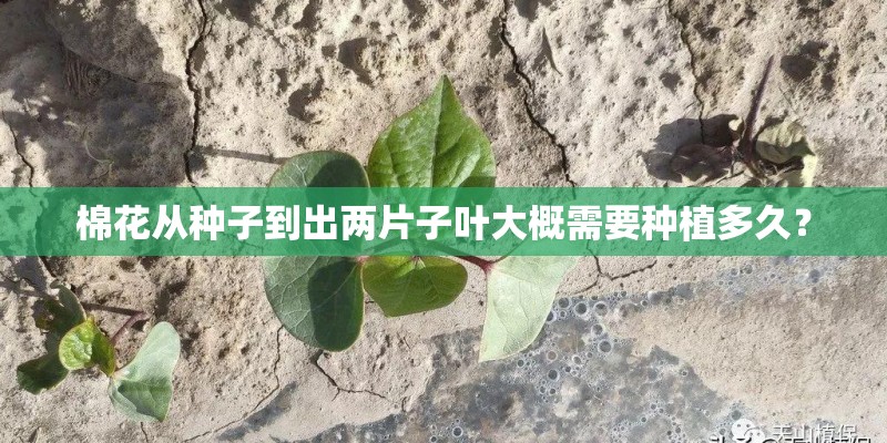 棉花从种子到出两片子叶大概需要种植多久？