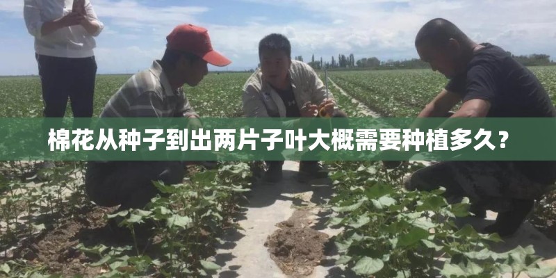 棉花从种子到出两片子叶大概需要种植多久? 棉花从种子到出两片子叶大概需要种植多久?