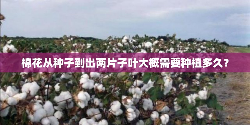 棉花从种子到出两片子叶大概需要种植多久? 棉花从种子到出两片子叶大概需要种植多久?