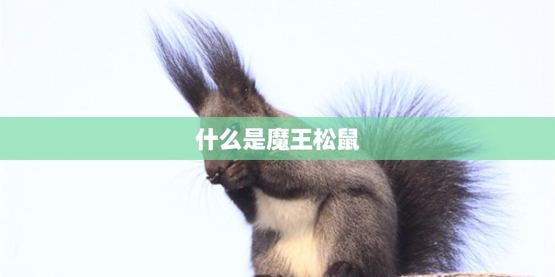 什么是魔王松鼠