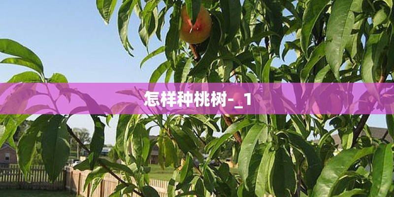 怎样种桃树-_1 怎样种桃树-_1