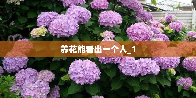 养花能看出一个人_1