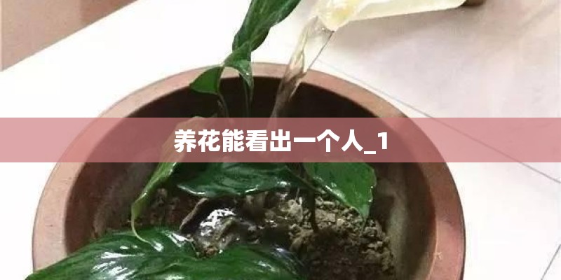 养花能看出一个人_1 养花能看出一个人_1