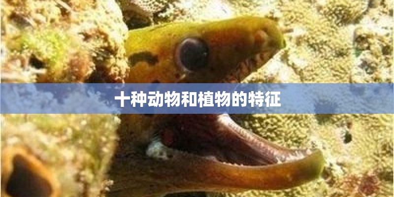 十种动物和植物的特征