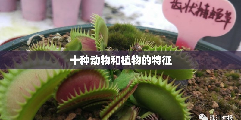十种动物和植物的特征