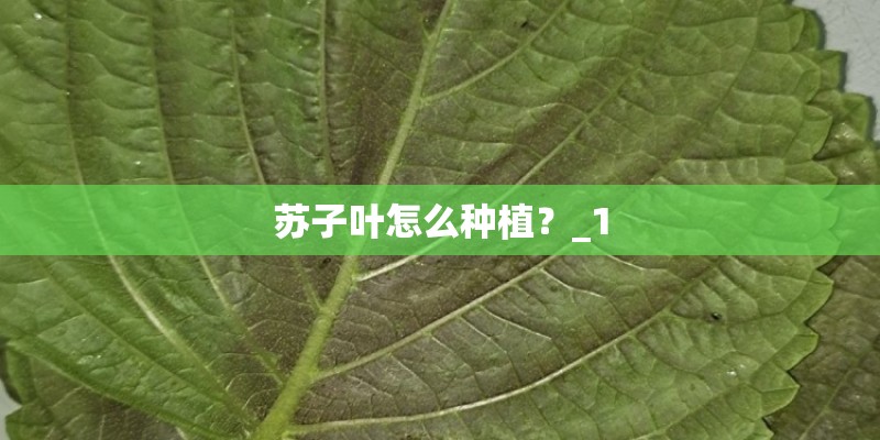 苏子叶怎么种植？_1