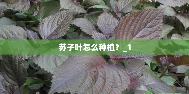 苏子叶怎么种植?_1 苏子叶怎么种植?_1