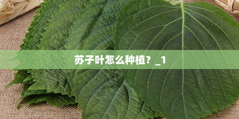 苏子叶怎么种植?_1 苏子叶怎么种植?_1