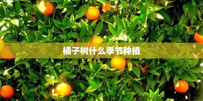 橘子树什么季节种植