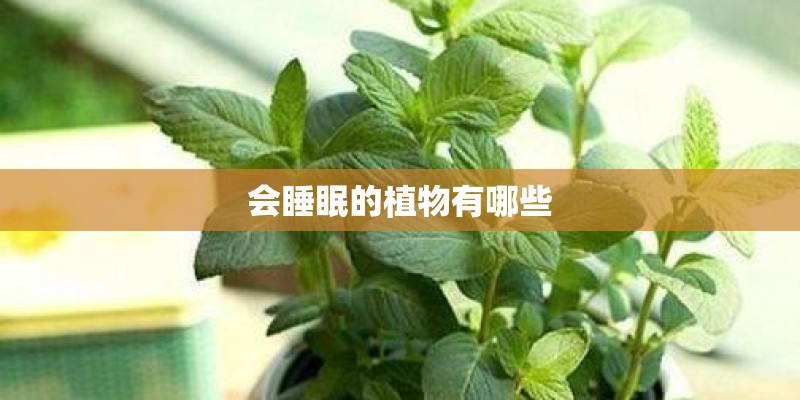 会睡眠的植物有哪些