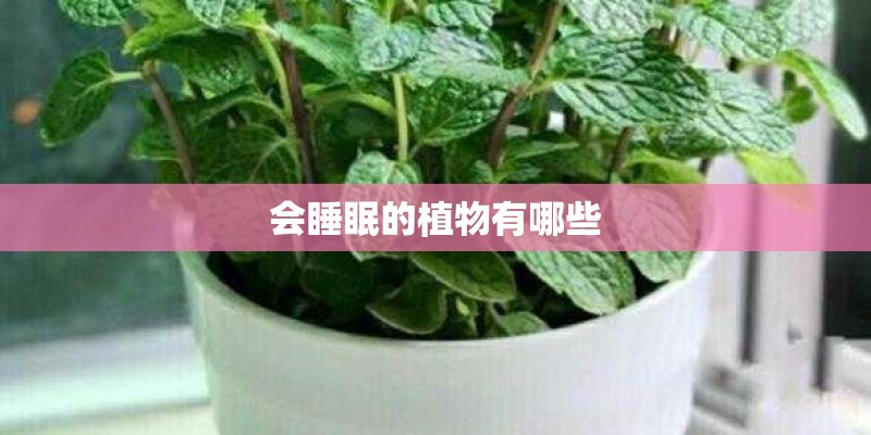 会睡眠的植物有哪些