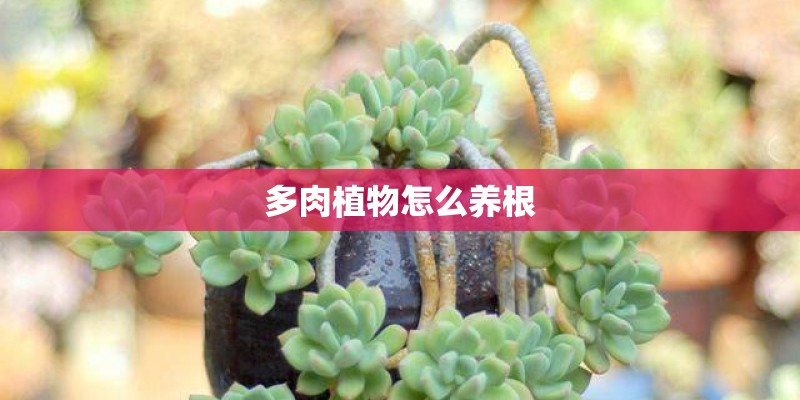 多肉植物怎么养根 多肉植物怎么养根